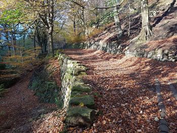 Panoramic view of trees in forest during autumn