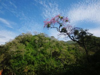Low angle view of tree against sky