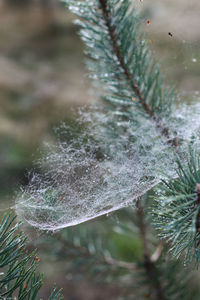 Close-up of water drops on plant