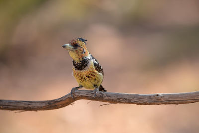 Close-up of bird perching on branch