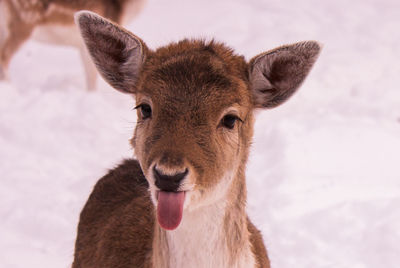 Close-up portrait of sheep on snow field