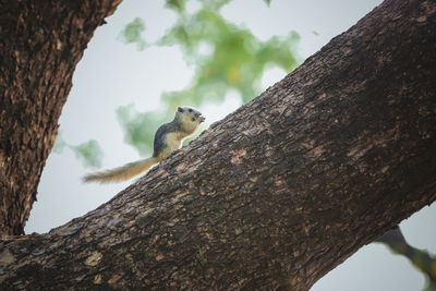 Low angle view of lizard on tree trunk