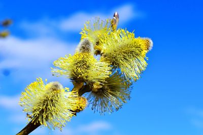 Low angle view of yellow flowering plant against blue sky