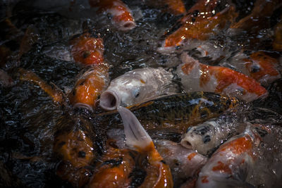 Full frame shot of koi carps in pond