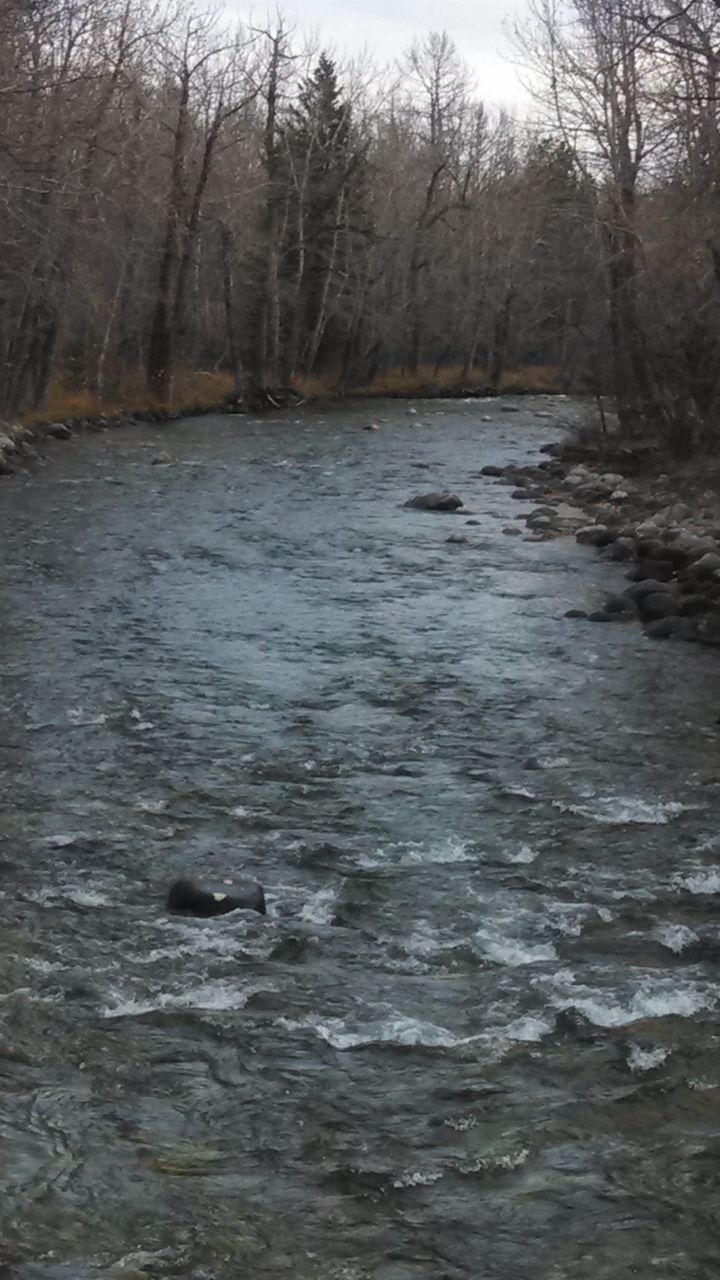 water, tree, waterfront, river, nature, tranquility, lake, tranquil scene, beauty in nature, scenics, forest, stream, rippled, flowing water, bare tree, day, no people, outdoors, non-urban scene, motion