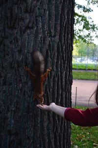 Human hand by tree trunk