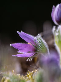 Close-up of purple crocus flowers on land