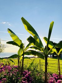 Scenic view of purple flowering plants against sky