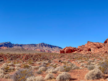 Rock formations in a desert, valley of fire state park, nevada 