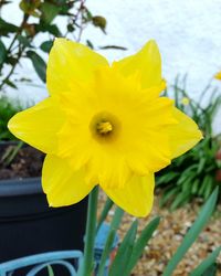Close-up of yellow flower blooming outdoors