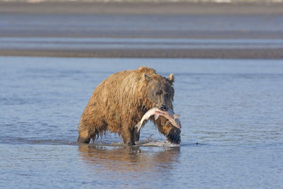 Grizzly bear carrying its salmon in katmai national park at hallo bay