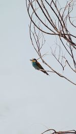 Low angle view of bird perching on tree against sky