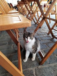 High angle view portrait of cat sitting on chair