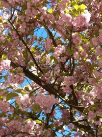 Low angle view of flower tree