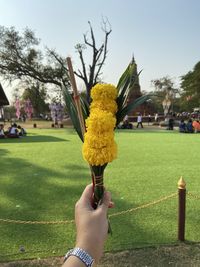 Woman hand holding yellow flowering plants