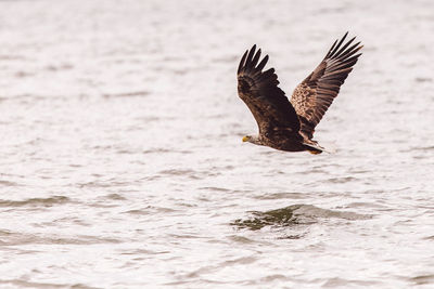 Eagle flying over water