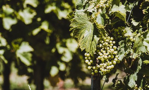 Grapes growing on the vine in a vineyard