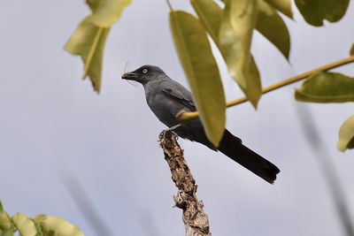 Low angle view of bird perching on branch