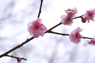 Low angle view of pink flowers blooming on tree