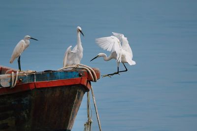 White storks perching on boat in lake