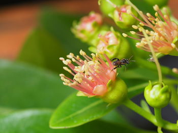 Close-up of pink flowers