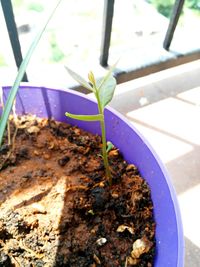 Close-up of potted plant