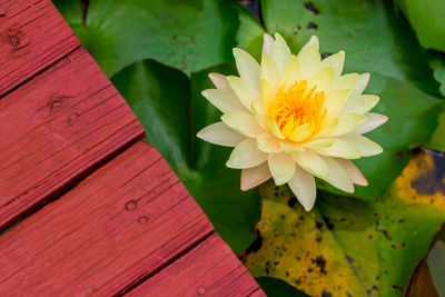 Close-up of yellow flowering plant leaves