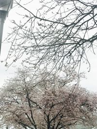 Low angle view of bird on branch