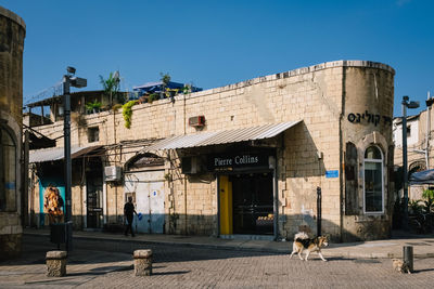 Dog by building against blue sky