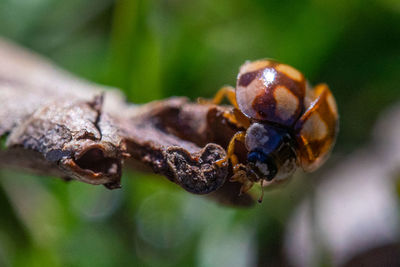 Close-up of spider