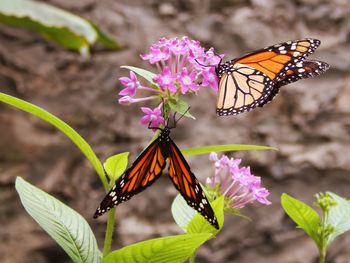Close-up of butterfly pollinating on purple flower