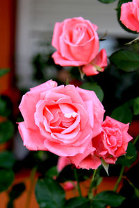 Close-up of pink roses blooming outdoors