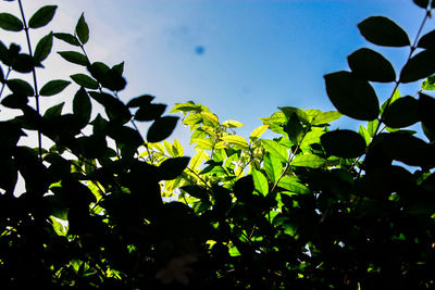 Low angle view of leaves against sky