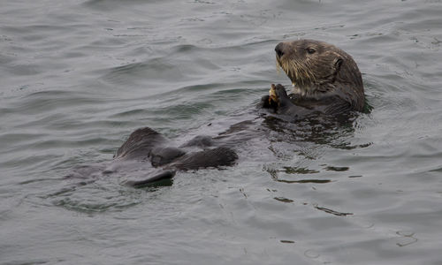 Duck swimming in sea