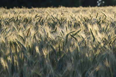 Close-up of wheat field