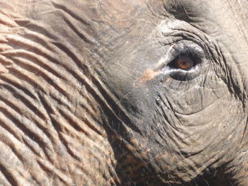 Close-up of elephant