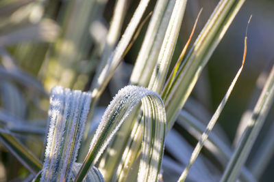 Close-up of plants growing on field