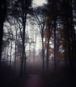 Trees in forest