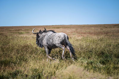 Horned animal running on landscape