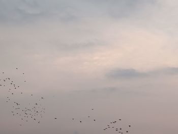 Flock of birds flying in sky