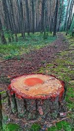 Tree stump in forest