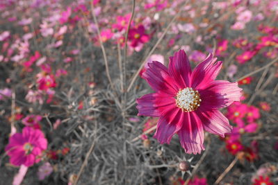 Close-up of pink cosmos flowers