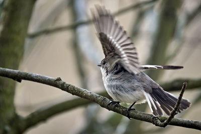 Close-up of a bird flying