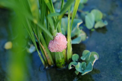 High angle view of flowering plant