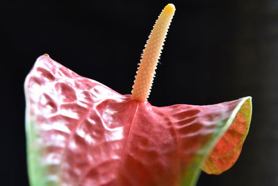 Close-up of pink flower against black background