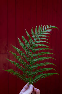 Close-up of hand holding leaves