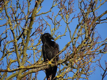 Low angle view of bird perching on branch against blue sky