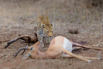 View of a cat on land