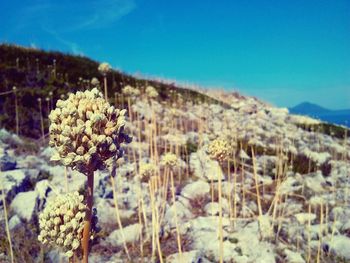 Scenic view of landscape against blue sky