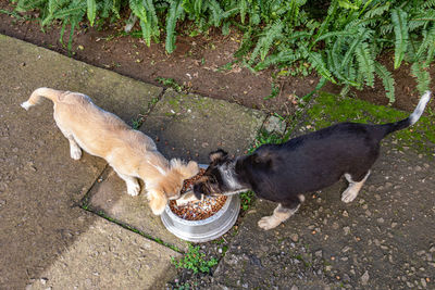 High angle view of dogs on street